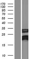 FAM210B Protein (Over-Expression Lysate Myc-DDK (Flag))