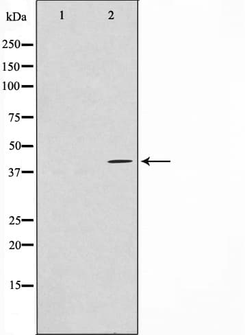Polyclonal Rabbit anti-Human PRDM12 Antibody (IF, WB)