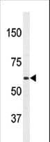 APPBP2 Antibody (aa242-271)