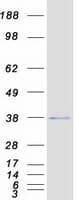 Human CHF1 / HEY2 Protein (Recombinant Myc-DDK (Flag))
