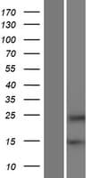 HRCT1 Protein (Over-Expression Lysate Myc-DDK (Flag))