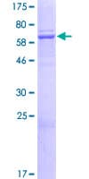 Human ELMOD1 Protein (Recombinant GST)