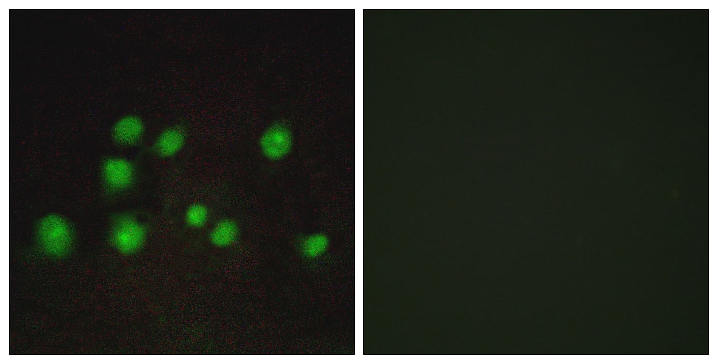 TCEB3B / Elongin A2 Antibody (aa101-150)