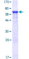 Human MAPK1 / ERK2 Protein (Recombinant GST)