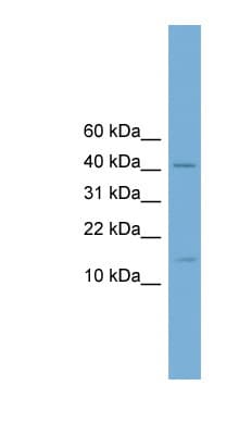 PBX4 Antibody (N-Terminus)