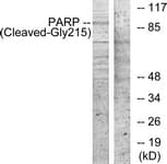 PARP1 Antibody (aa196-245)
