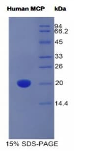 Human CD46 Protein (Recombinant His)