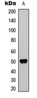 Polyclonal Rabbit anti-Human OPRD1 / Delta Opioid Receptor Antibody (phospho-Ser363, IHC, IF, WB)