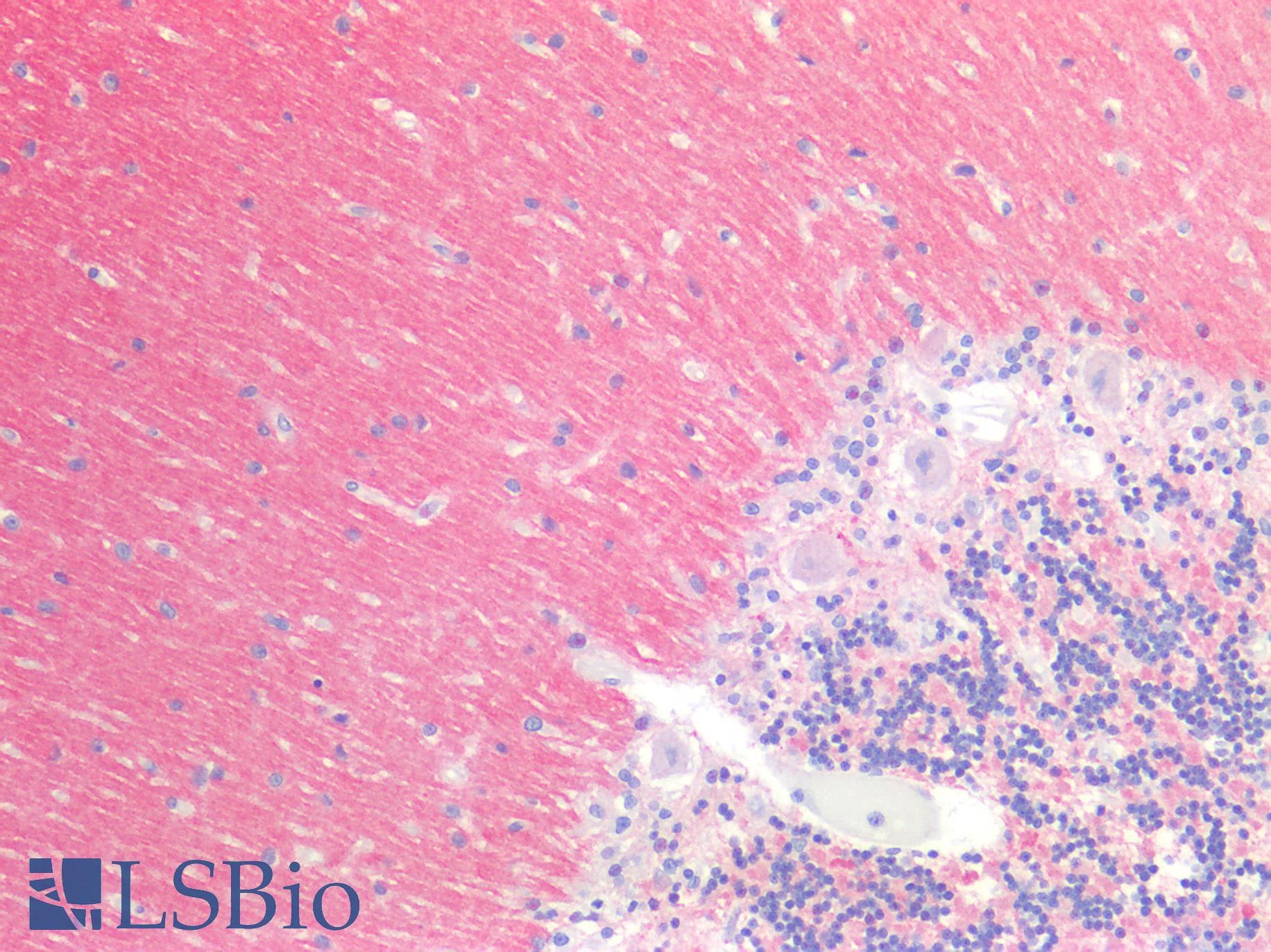 PathPlus™ SNAP25 Antibody (C-Terminus)