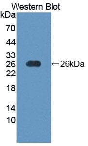 GFRA2 Antibody (aa117-314, APC)