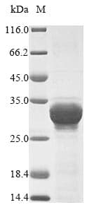 Oxalate oxidase 1- Hordeum vulgare (Barley) Protein (Recombinant 10His, N-terminus + Myc, C-terminus)