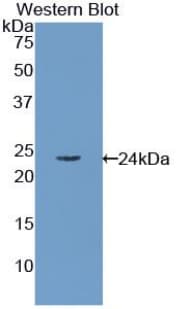 RBP4 Antibody (aa18-201)