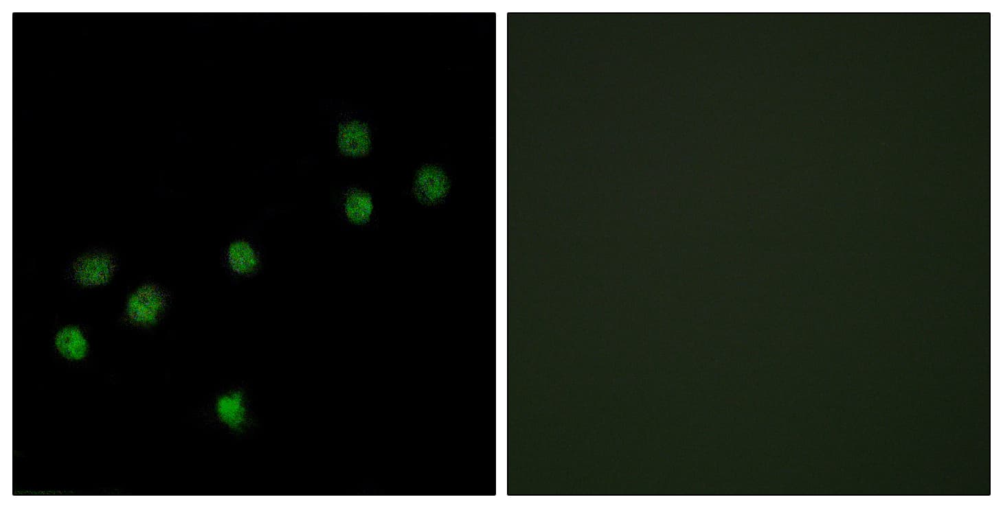 CENPA / CENP-A Antibody (aa1-50)
