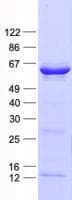 Human USH1G Protein (Recombinant His, N-Terminal)