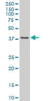 TFAP4 / AP-4 Antibody (clone 6B1)