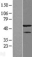 HNRNPH1 / hnRNP H Protein (Over-Expression Lysate Myc-DDK (Flag))