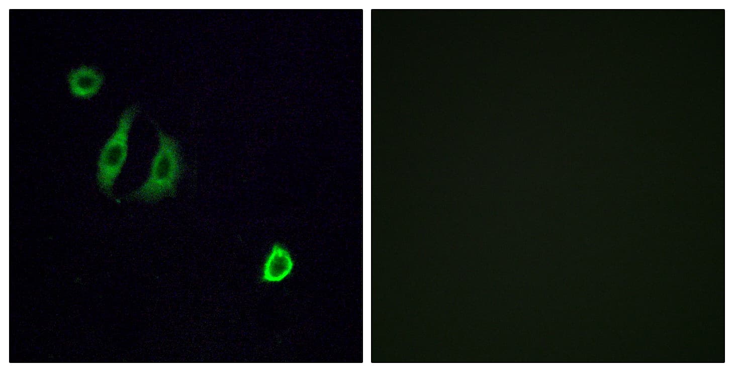 Polyclonal Rabbit anti-Human OR4F6 Antibody (aa55-104, IF, WB)
