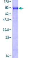 Human MYC / c-Myc Protein (Recombinant GST)