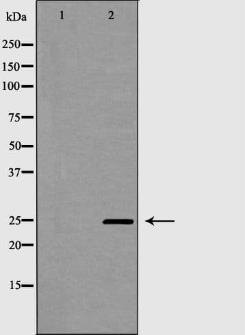 PDCD10 Antibody