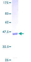 Human VG5Q / AGGF1 Protein (Recombinant GST)