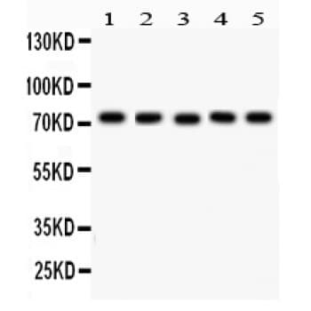 EED Antibody (aa256-441)