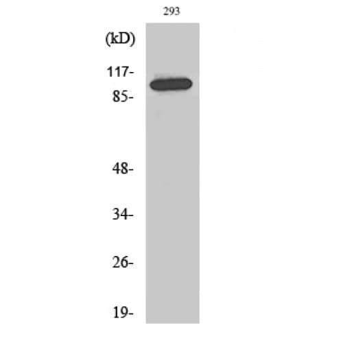 CDCA2 Antibody (480-560 aa, Internal)