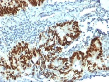 TP53 / p53 Antibody (clone PAb 1801, Azide-free, BSA-free)