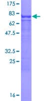 Human CLUL1 Protein (Recombinant GST)