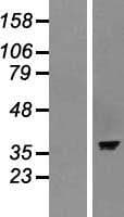 ASNA1 Protein (Over-Expression Lysate Myc-DDK (Flag))