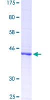 Human CD45 / LCA Protein (Recombinant GST, N-terminus)