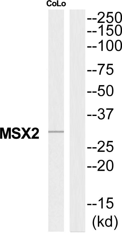 MSX2 / MSH Antibody