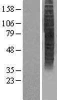 JCG1 / OR5P3 Protein (Over-Expression Lysate Myc-DDK (Flag))
