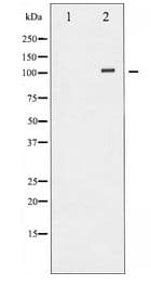 ATP1A1 Antibody
