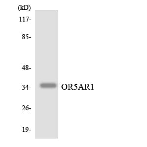 OR5AR1 Antibody (aa229-278)