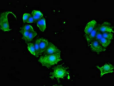 AP1G1 / Adaptin Gamma 1 Antibody
