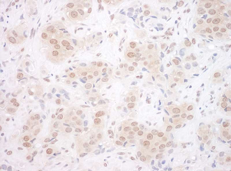 EYA3 Antibody (aa1-30)