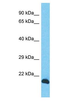 INO80C Antibody (aa8-57)
