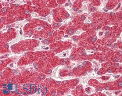 IHC-plus™ CYP8B1 Antibody (aa357-406)