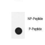 NPHS1 / Nephrin Antibody (phospho-Tyr1210)