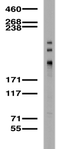 SHANK1 Antibody (aa469-691, clone S22-21)