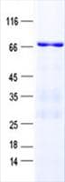 Human CCDC81 Protein (Recombinant His, N-Terminal)