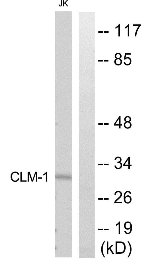 CD300LF / CD300f Antibody