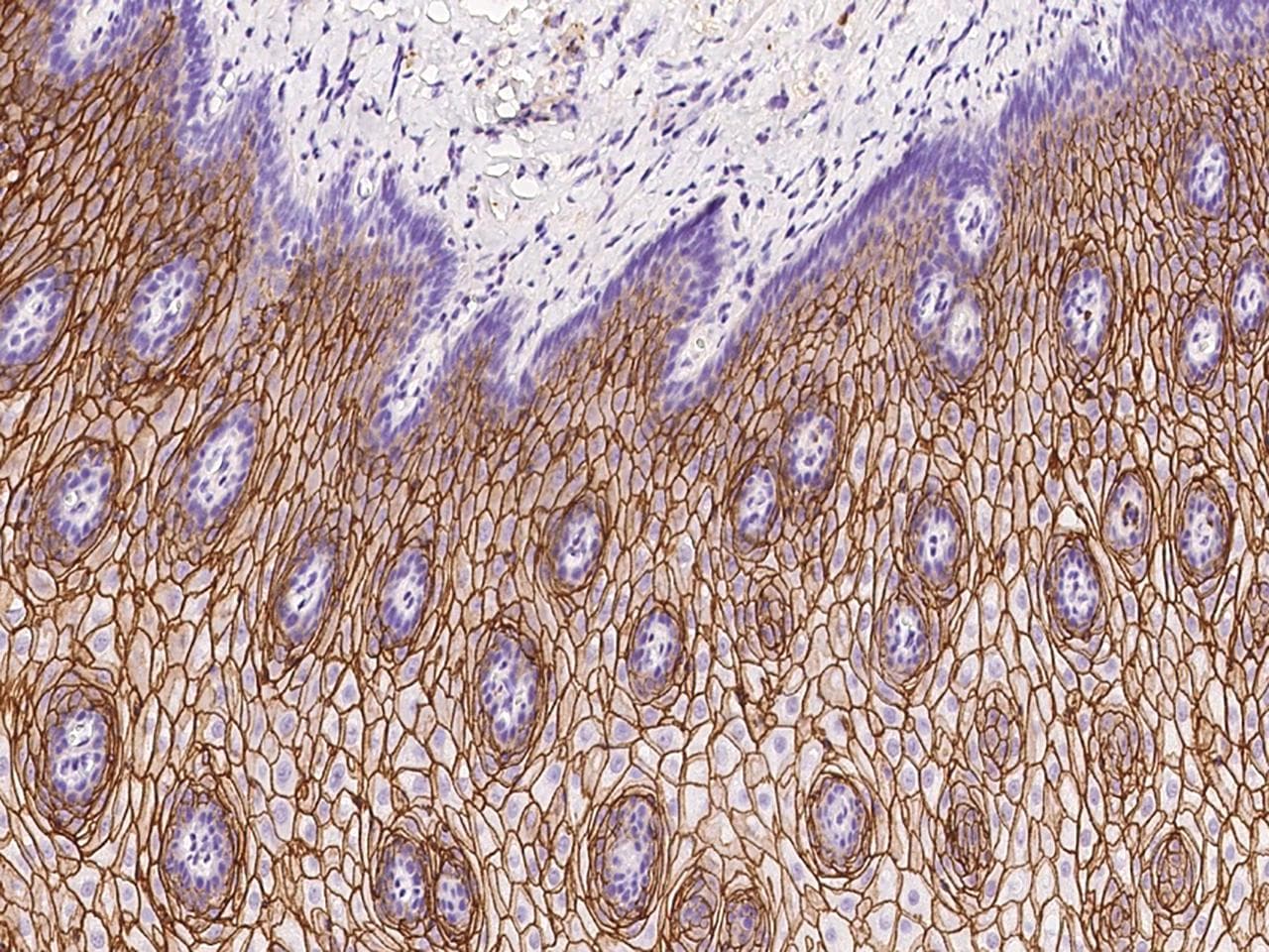 RHCG Antibody