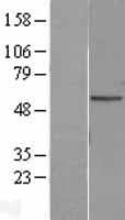 PNPLA2 / ATGL Protein (Over-Expression Lysate Myc-DDK (Flag))