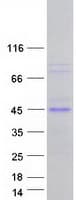 Human MCL1 / MCL 1 Protein (Recombinant Myc-DDK (Flag))