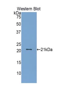 FGL2 Antibody (aa263-424)