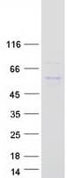 Human PRSS16 Protein (Recombinant Myc-DDK (Flag))