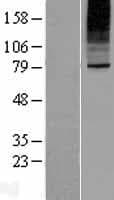 SLC35B2 Protein (Over-Expression Lysate Myc-DDK (Flag))