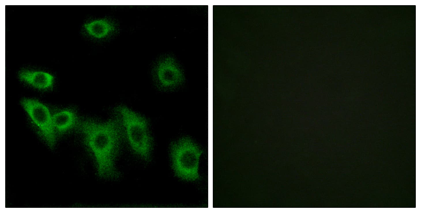 OR8H3 Antibody (aa262-311)