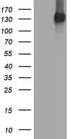 EGFR Antibody (aa900-1210, clone OTI1C8)